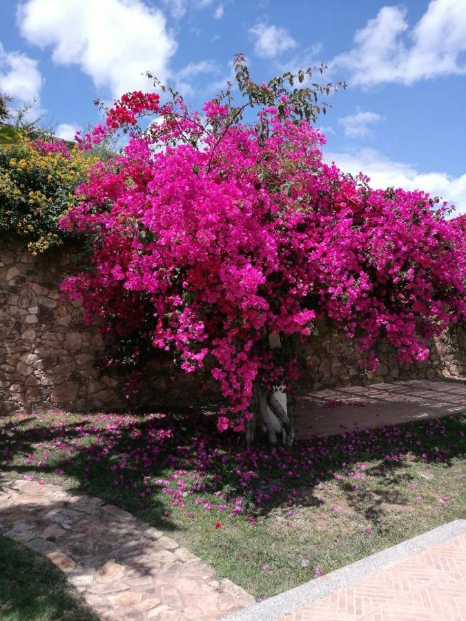 Villa Azzurra Tertenìa Esterno foto